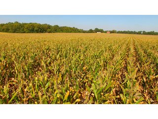 Property photo 7 - MAJOR ILLINOIS LAND AUCTION - 752.54+/- ACRES OFFERED IN 9 TRACTS IN KANKAKEE COUNTY, ILLINOIS